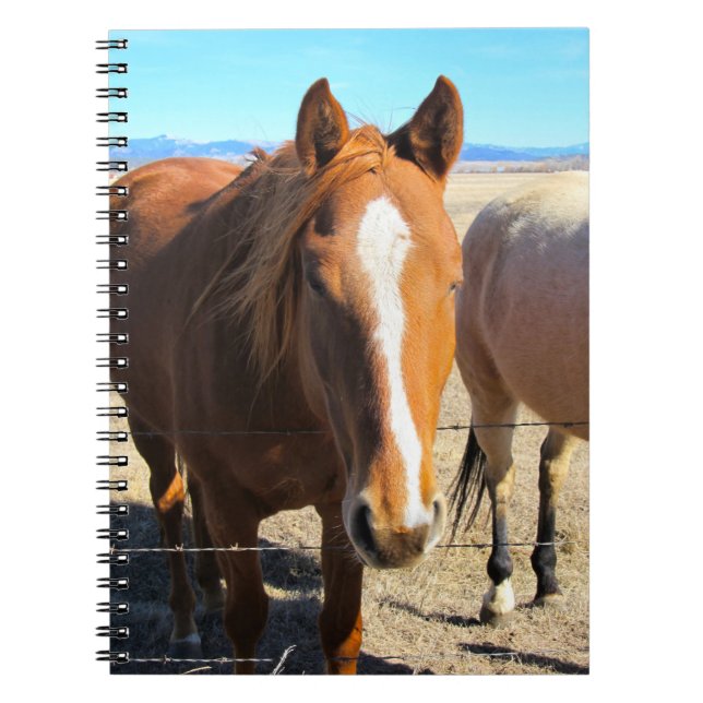 Caderno do cavalo (Frente)