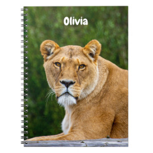 Caderno em espiral Lion