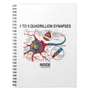 Caderno Espiral 1 A 5 quadrilhões Synapes Dentro Neuron Synapse