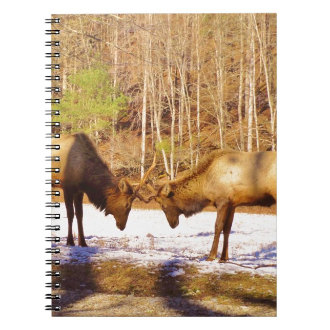 Caderno Espiral 2~ 2 Bull Elk na neve (Frente)