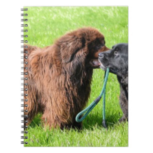 Caderno Espiral 2 newfies.png
