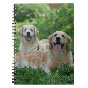 Caderno Espiral 2 Retrievers dourados que colocam na grama