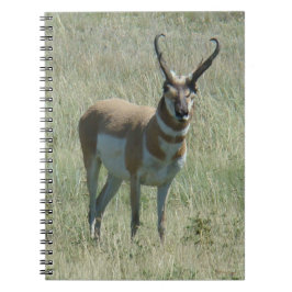 Caderno Espiral A13 Pronghorn Antelope Buck