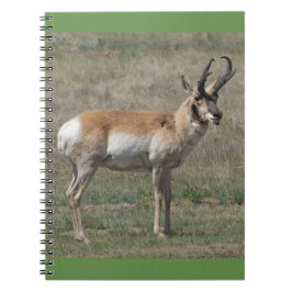 Caderno Espiral A15 Antílope Pronghorn Macho Rude