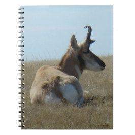 Caderno Espiral A16 Antílope Pronghorn Dormindo