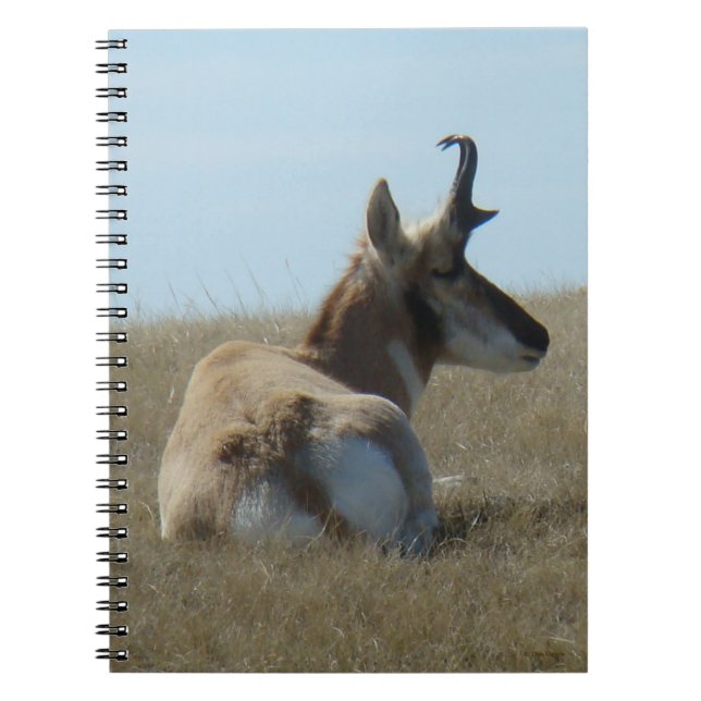 Caderno Espiral A16 Pronghorn Antelope Napping (Frente)