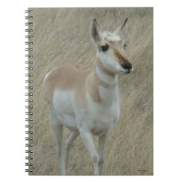 Caderno Espiral A17 Pequeno Antilope Americano