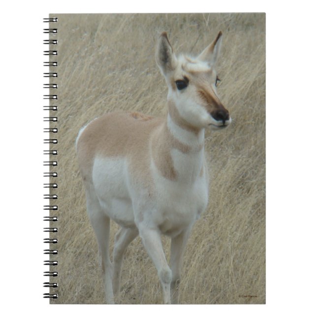 Caderno Espiral A17 Young Pronghorn Antelope (Frente)
