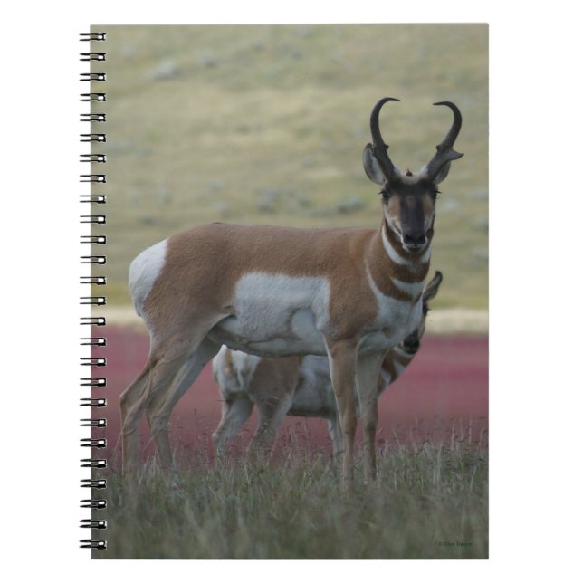 Caderno Espiral A24 Antilope Pronghorn (Frente)