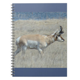 Caderno Espiral A25 Pronghorn Antelope Young Buck