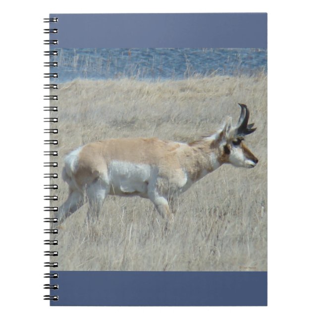 Caderno Espiral A25 Pronghorn Antelope Young Buck (Frente)