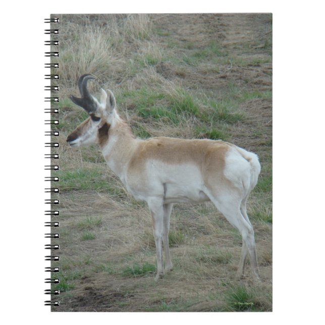 Caderno Espiral A26 Pronghorn Antelope Buck (Frente)