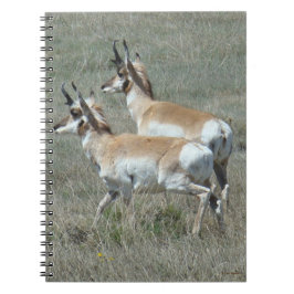 Caderno Espiral A27 Pronghorn Antílope Bodes Jovens