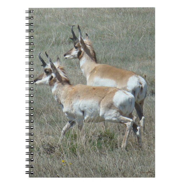 Caderno Espiral A27 Pronghorn Antílope Bodes Jovens (Frente)