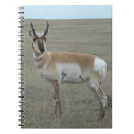Caderno Espiral A28 Pronghorn Antelope Young Buck