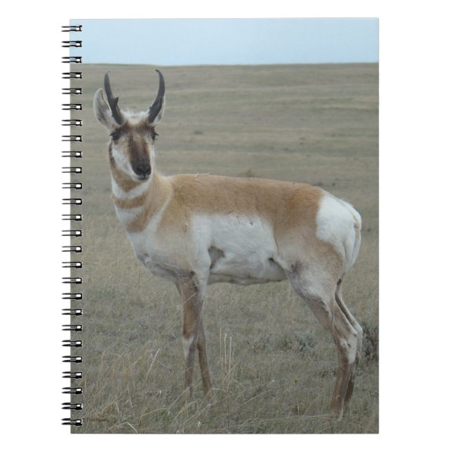 Caderno Espiral A28 Pronghorn Antelope Young Buck (Frente)