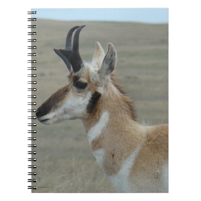 Caderno Espiral A29 Perfil da Cabeça do Pronghorn Antelope Young B (Frente)