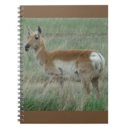 Caderno Espiral A31 Antilope Pronghorn Fêmea
