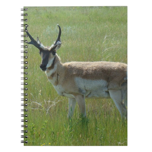 Caderno Espiral A36 Pronghorn Antelope Buck (Frente)