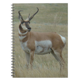 Caderno Espiral A37 Antilope Pronghorn Chifres Tortos