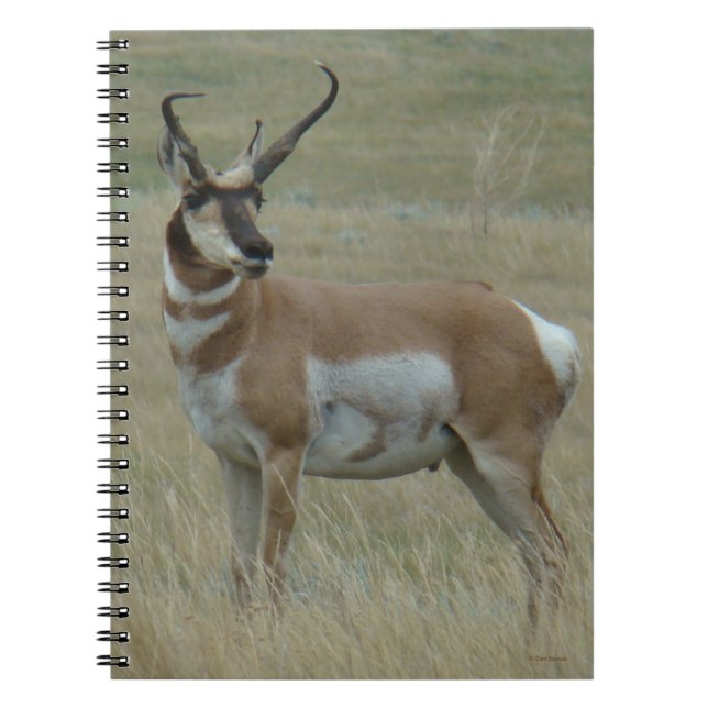 Caderno Espiral A37 Cornos tortos do Antílope de Pronghorn (Frente)