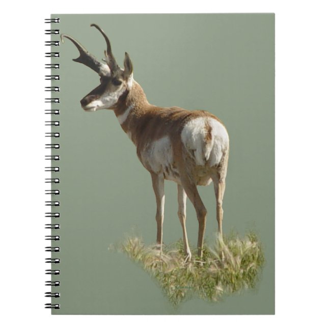Caderno Espiral A43 Pronghorn Antelope Buck (Frente)