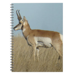 Caderno Espiral A46 Antilope Pronghorn