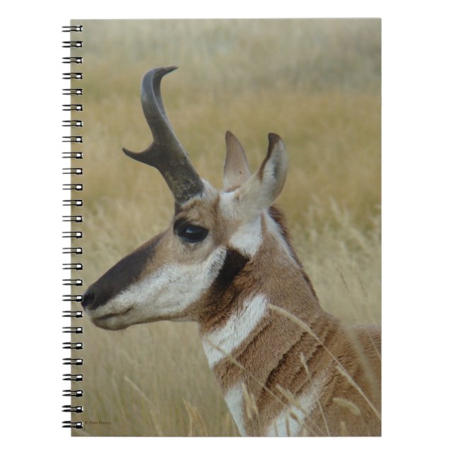 Caderno Espiral A4 Pronghorn Antelope Young Buck Head Shot Perfil (Frente)