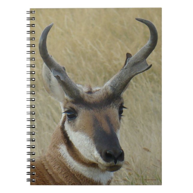 Caderno Espiral A5 Pronghorn Antelope Big Buck Head Shot (Frente)