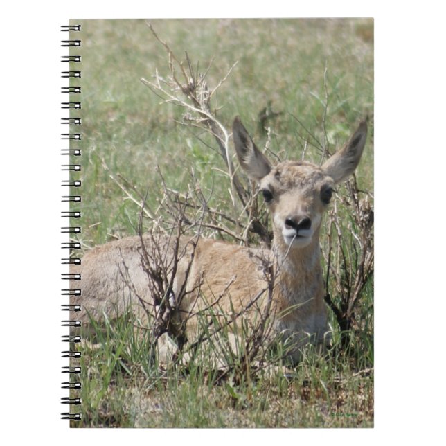 Caderno Espiral A7 Baby Antílope Berrendo (Frente)