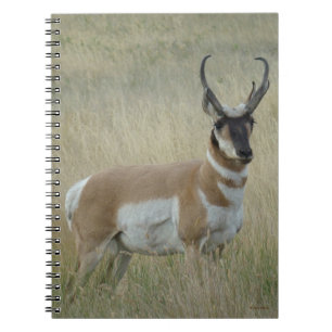 Caderno Espiral A8 Pronghorn Antelope Big Buck