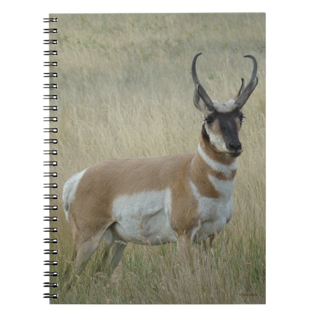 Caderno Espiral A8 Pronghorn Antelope Big Buck (Frente)