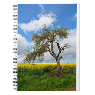 Caderno Espiral A árvore velha