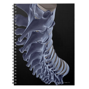 Caderno Espiral A coluna vertebral