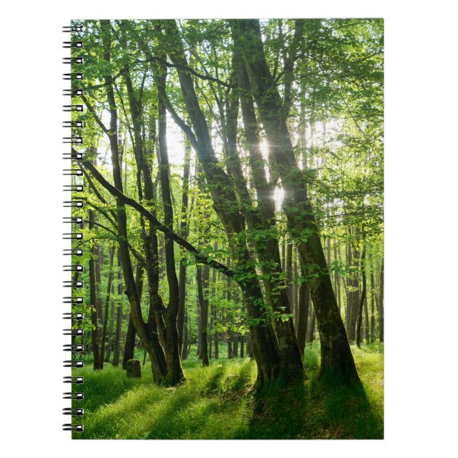 Caderno Espiral A floresta na primavera (Frente)