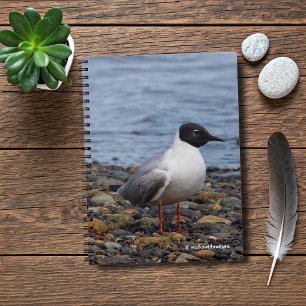 Caderno Espiral A gaivota de Bonaparte na praia