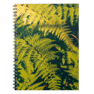 Caderno Espiral A green fern plants background with shadows. abstr