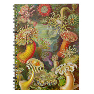 Caderno Espiral A Vida do Oceano Actinae de Ernst Haeckel