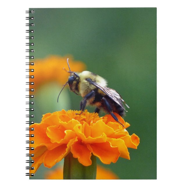 Caderno Espiral Abelha Ocupada (Frente)