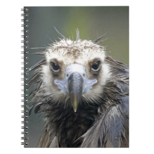 Caderno Espiral Abutre de frade