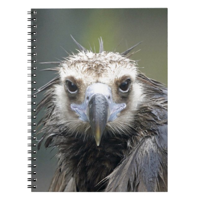 Caderno Espiral Abutre de frade (Frente)