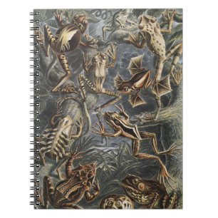 Caderno Espiral Academia Sombria Haeckel Estampa Vintage de Rã da