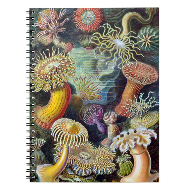 Caderno Espiral Actiniae por Ernst Haeckel (Frente)