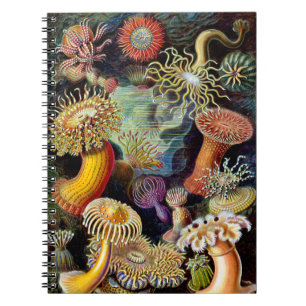 Caderno Espiral Actiniae por Ernst Haeckel Notebook
