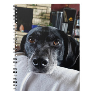 Caderno Espiral Adicione a foto do seu cão a este personalizado