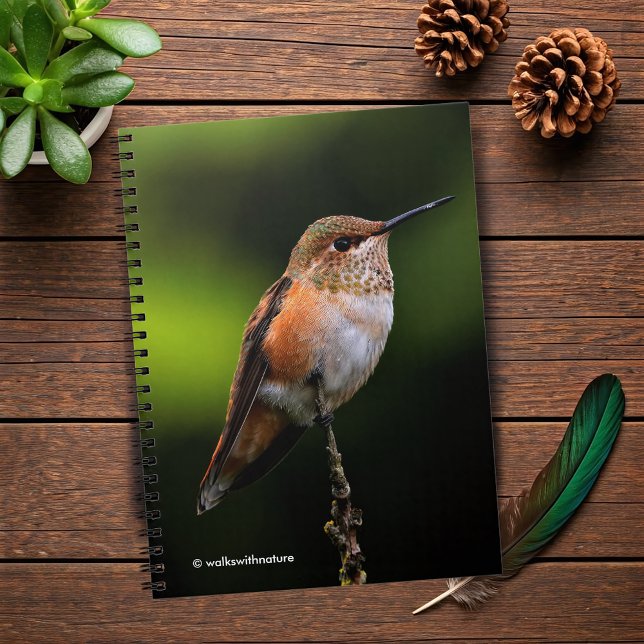 Caderno Espiral Adorável Rufous Hummingbird no Branch (Rufous Hummingbird Poses on the Hybrid Fruit Tree Journal Cover Photo 2)