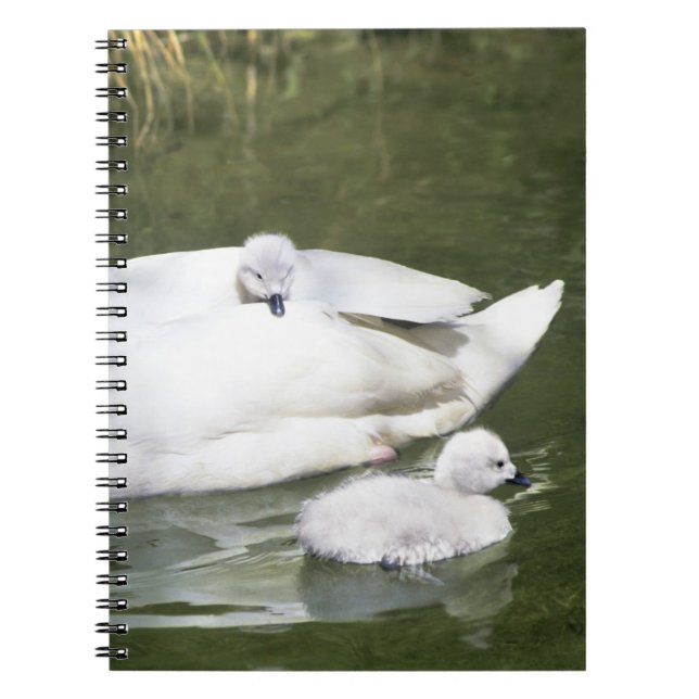 Caderno Espiral Adulto cisne de pescoço negro e ciganos na água. (Frente)