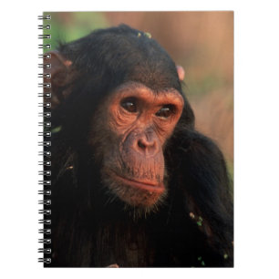 Caderno Espiral África, África Oriental, Tanzânia