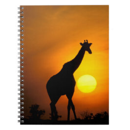 Caderno Espiral África, Quênia, Masai Mara. Girafa (Giraffa