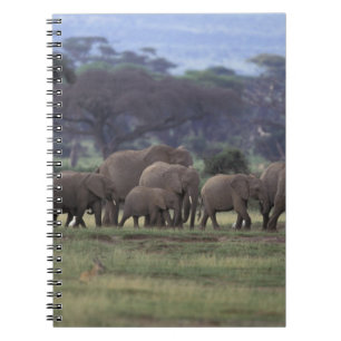 Caderno Espiral África, Quênia, Parque Nacional de Amboseli. 3